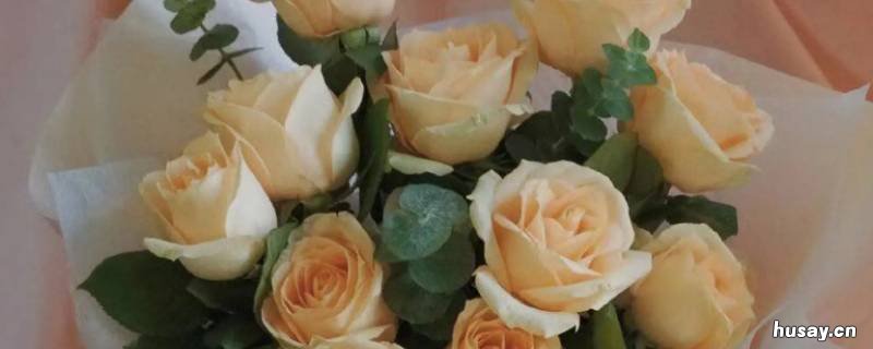 香槟玫瑰几支的寓意 5朵香槟玫瑰花的寓意