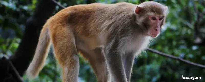 猴子的尾巴起什么作用 猴子的尾巴是起到什么作用