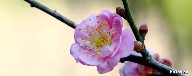 梅花的别称雅称有哪些 梅花51个别称雅称