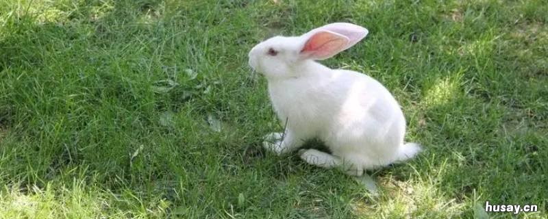 小白兔是什么意思啊 小白兔指的是什么