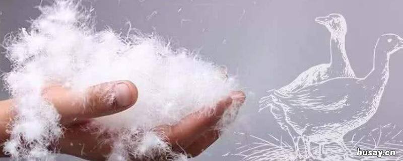 白鹅绒和白鸭绒的区别 白鹅绒和白鸭绒的区别在哪里