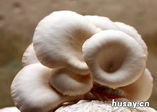 蘑菇预防肝癌有奇效 蘑菇预防肝癌有奇效药吗