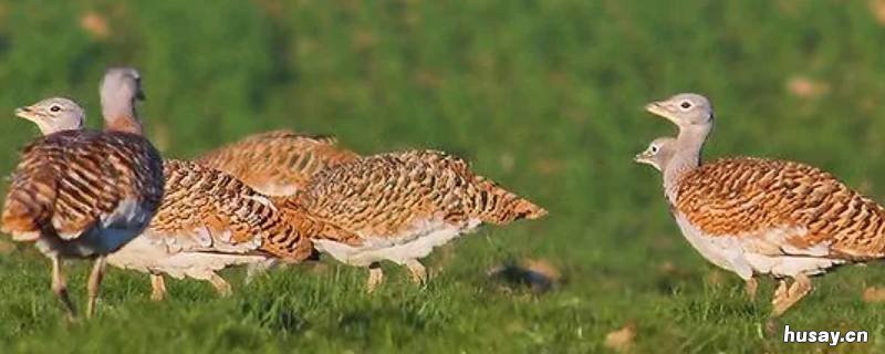 天鹅地蹼是什么动物 天鹅的蹼有什么作用