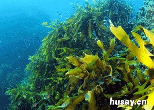 最抗癌的三种海产品 抗癌的海洋生物