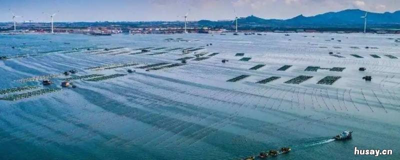 海洋牧场是什么意思 什么叫海洋牧场
