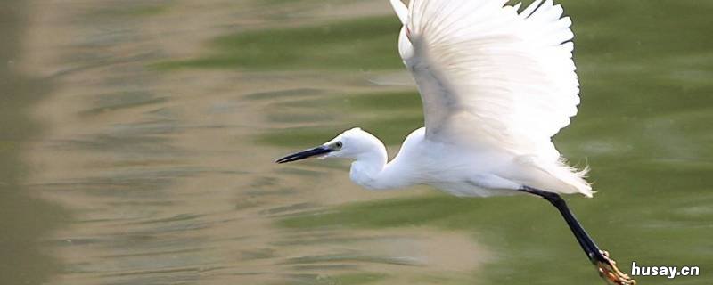 白鹭的脚有多长 白鹭的腿有多长?