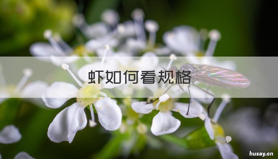 虾如何看规格 虾如何看规格好坏