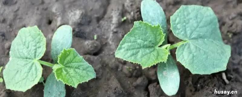 种瓜是什么季节 什么时间种瓜