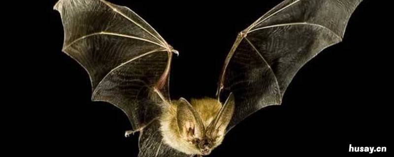 蝙蝠属于什么类动物 蝙蝠属于什么类动物中的翼手目