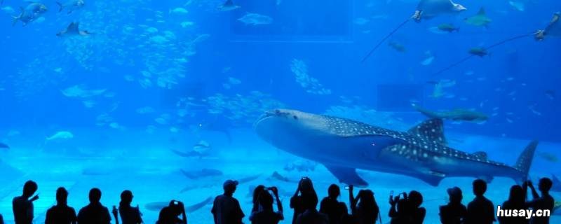 青岛水族馆建于哪一年 青岛水族馆是中国最早的水族馆建于几几年