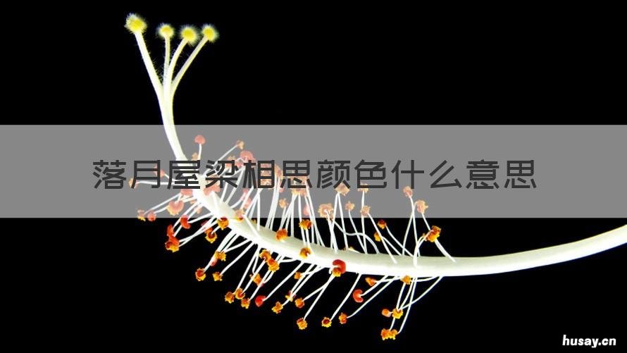 落月屋梁相思颜色什么意思 落月屋梁相思颜色暮云春树相望丰仪