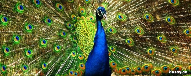 开屏的孔雀都是什么孔雀 开屏的孔雀都是什么孔雀雄的还是雌的