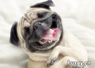 被狗咬伤怎么办? 狗被咬伤了怎么办