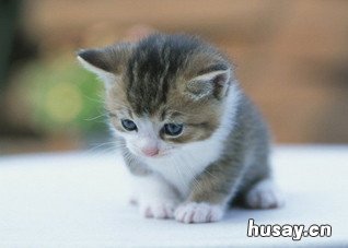 被宠物咬伤后怎么办？ 被宠物咬伤后怎么办