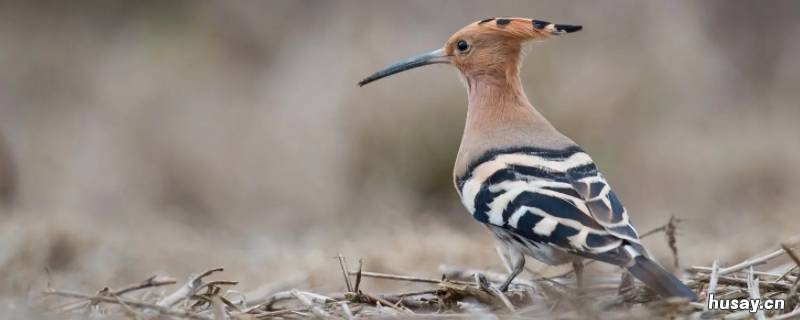 啄木鸟和戴胜鸟的区别 啄木鸟与戴胜的区别