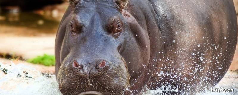 河马可以憋气多久 河马会憋气吗