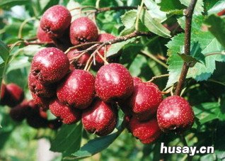 治疗胃炎的民间偏方 治疗胃炎的民间偏方大全