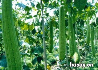 夏季抗中暑 夏天 中暑