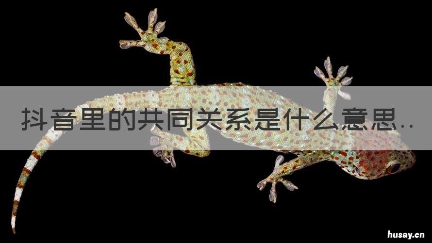 抖音里的共同关系是什么意思