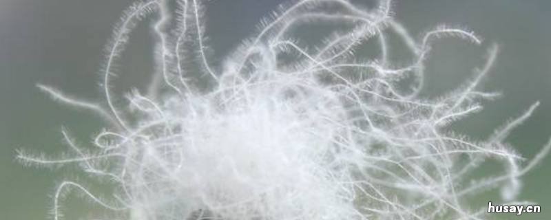 90鸭绒和80鸭绒的区别 鸭绒70和90的区别