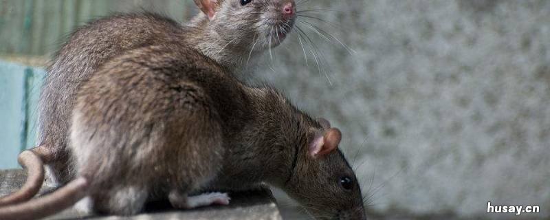 风油精可以驱赶老鼠吗 风油精能驱走老鼠吗