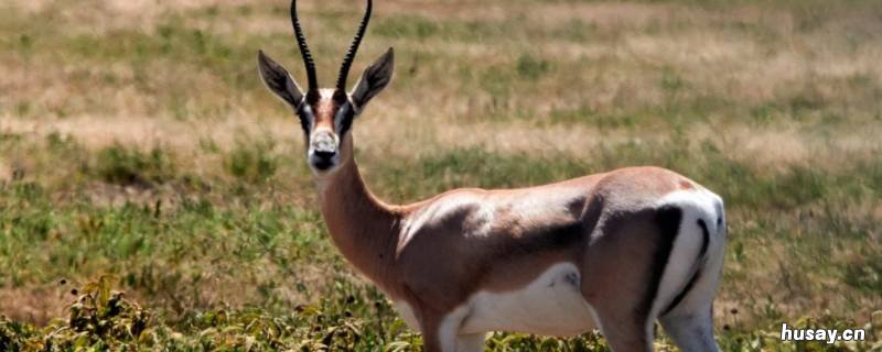 羚羊的速度有多快 羚羊的速度可达90千米