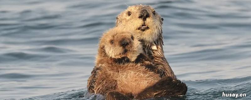 水獭是貂吗 水獭跟貂有区别吗