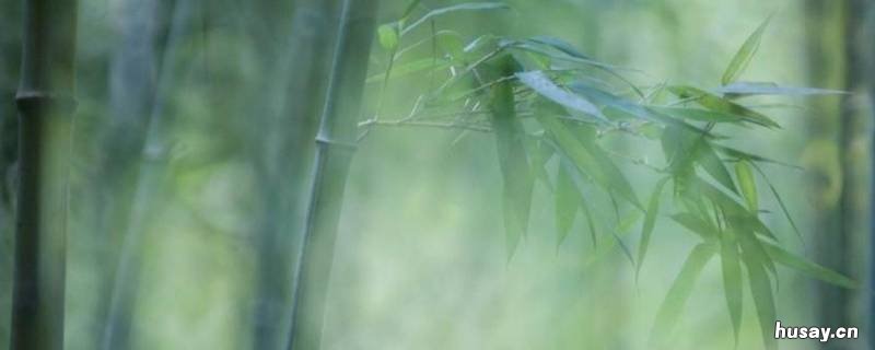 竹子有什么寓意 梦到种竹子有什么寓意