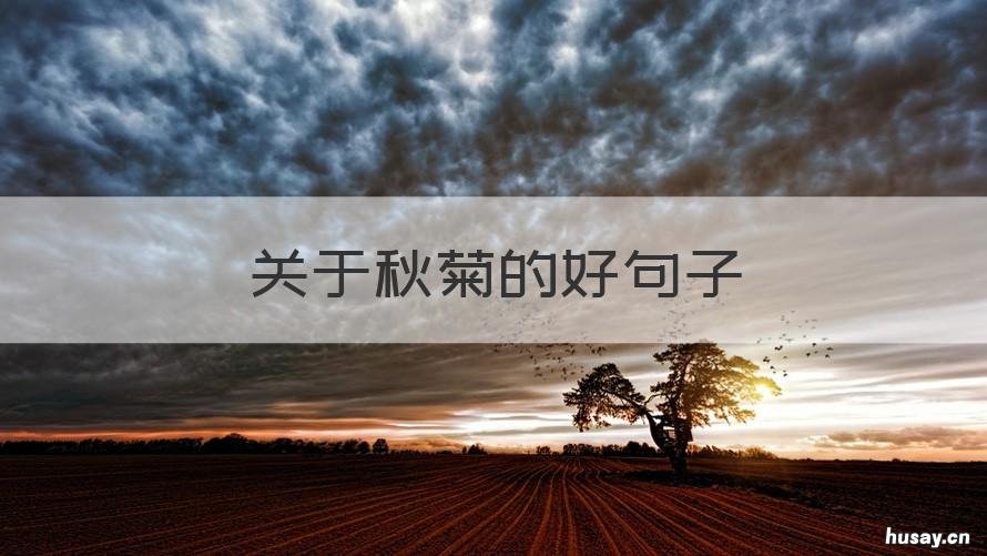 关于秋菊的好句子 关于秋菊的说说