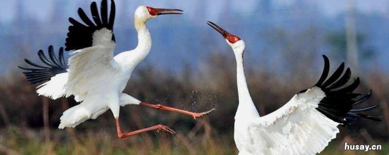 白鹤有几条腿 白鹤几条腿正确答案