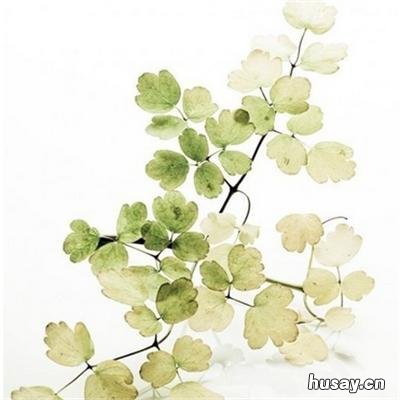 治疗胰腺癌的中药 治疗胰腺癌的中药有哪些