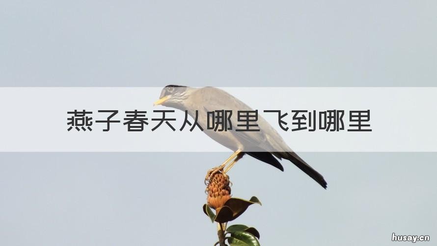 燕子春天从哪里飞到哪里 燕子春天从哪里飞到哪里英语