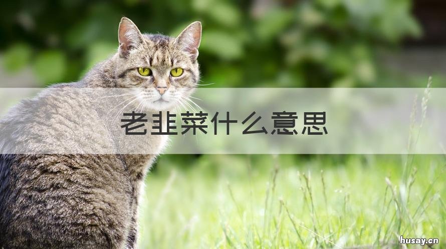老韭菜什么意思 韭菜永远是韭菜 什么意思