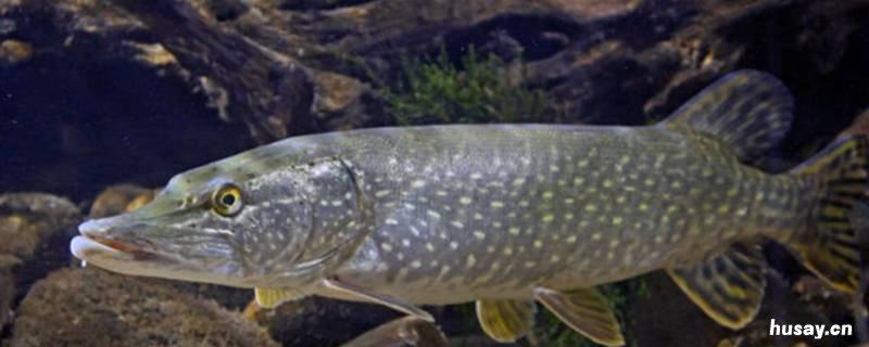 狗鱼是什么鱼 狗鱼是什么鱼的天敌