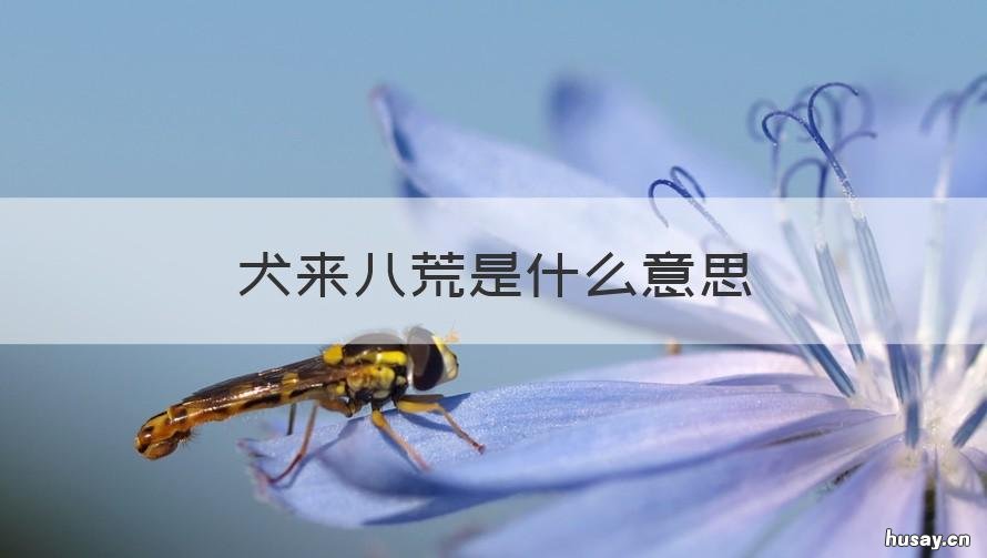 犬来八荒是什么意思 犬来八荒什么意思啊