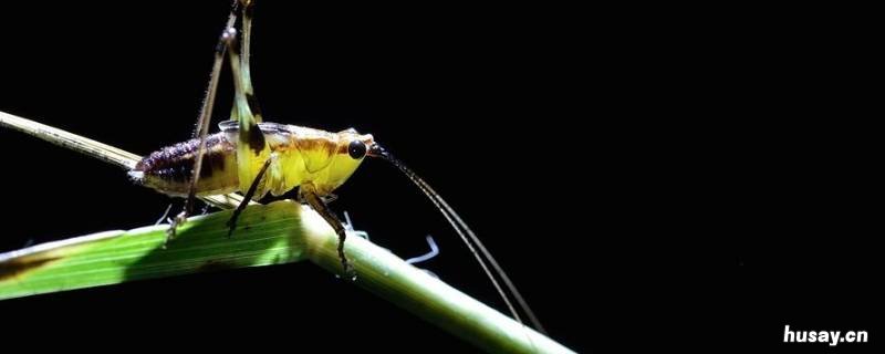 虫鸣的声音有哪些 虫鸣的声音有哪些词语