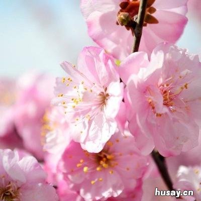 花粉过敏偏方有什么 花粉过敏怎么办小偏方