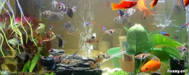 鱼缸里为什么不能放鹅卵石 鱼缸可以放鹅卵石