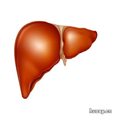 捐肝的危害是什么 捐肝脏对人有什么危害