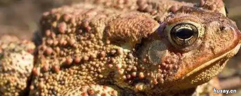 青蛙和癞蛤蟆是一个物种吗