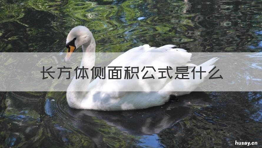 长方体侧面积公式是什么 长方体的公式侧面积