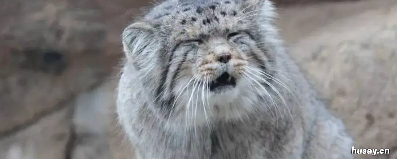 兔狲吃什么 兔狲可以吃吗