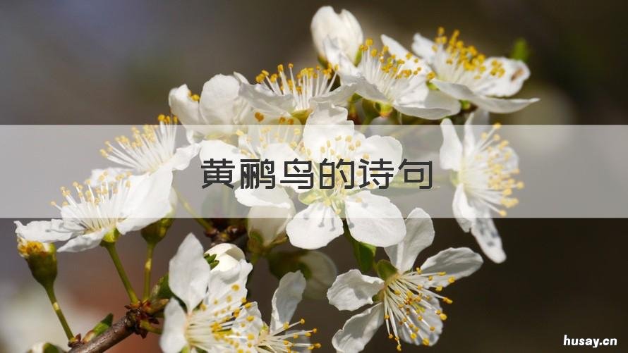 黄鹂鸟的诗句 关于黄鹂鸟的诗句