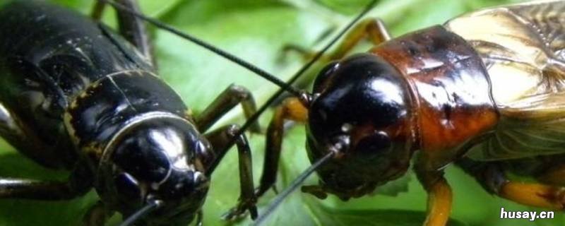 蟋蟀的食物 蟋蟀的食物来源