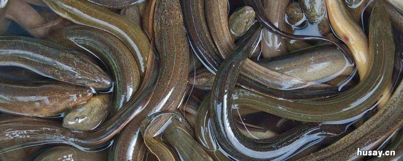 长鱼和黄鳝一样吗 黄鳝和黄鳝鱼一样吗