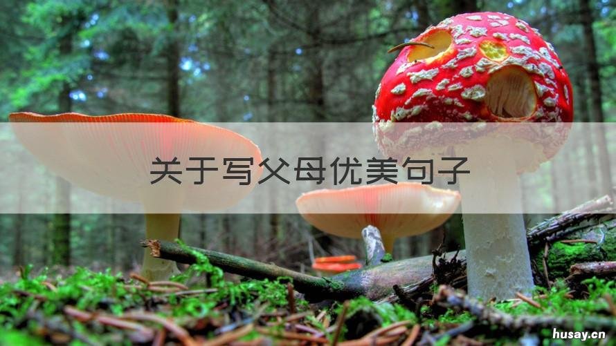 关于写父母优美句子 关于写父母优美句子的作文