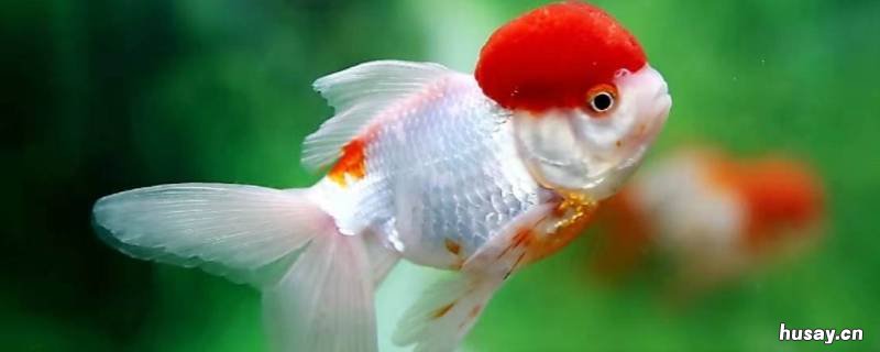 金鱼的尾巴有什么作用 金鱼的尾巴有什么作用是什么