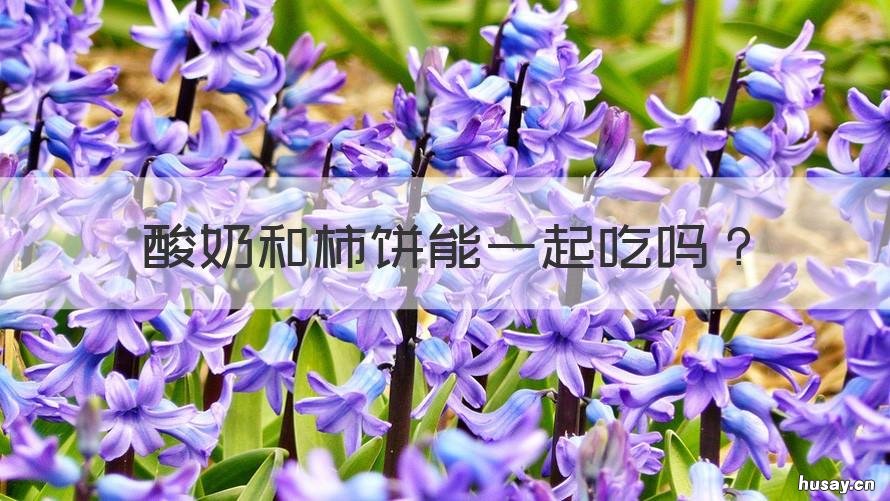 酸奶和柿饼能一起吃吗 酸奶能跟柿饼一起吃吗