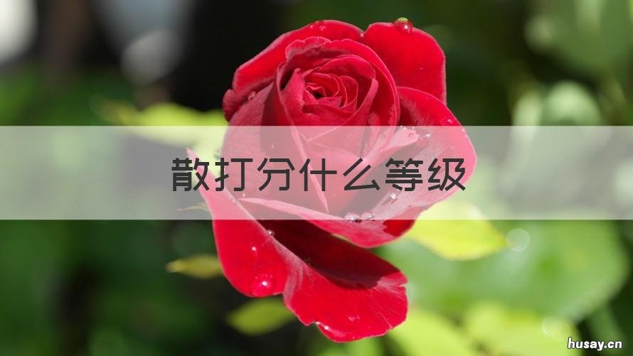 散打分什么等级 散打怎么分等级划分