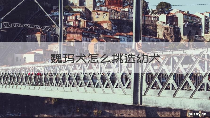 魏玛犬怎么挑选幼犬 如何挑选魏玛犬